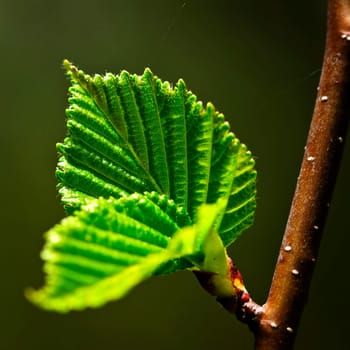 Green spring leaves