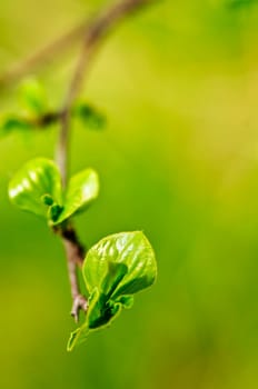Green spring leaves