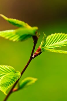 Green spring leaves