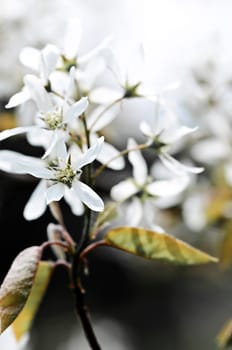 Gentle white spring flowers