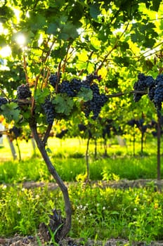 Purple grapes