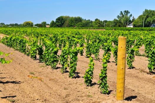 Vineyard