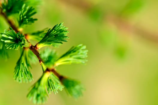 Green spring needles