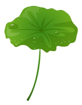 lotus leaf and water drop