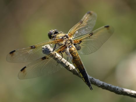 4 Spotted Dragonfly