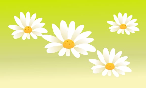 white daisy flower