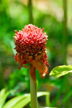 Gingerflower
