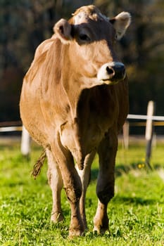 Cow in the pasture