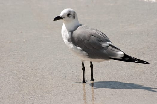 Laughing gull