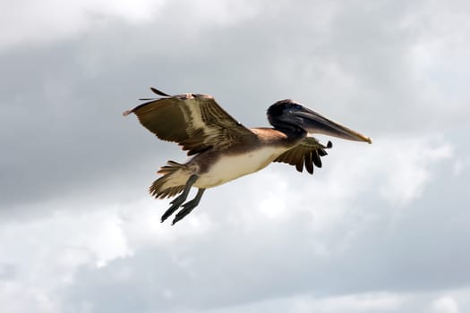 Brown pelican in flight