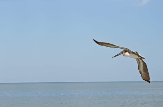 Brown pelican in flight