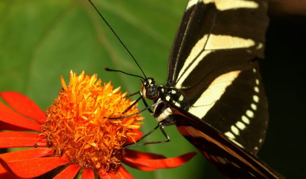 on a flower