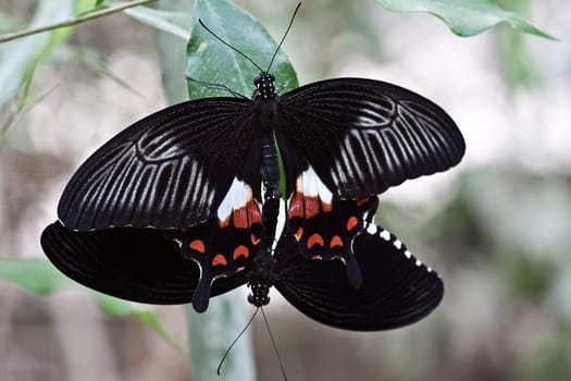 Mating