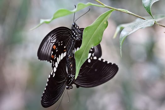 Mating