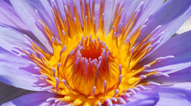 Tropical Water Lily
