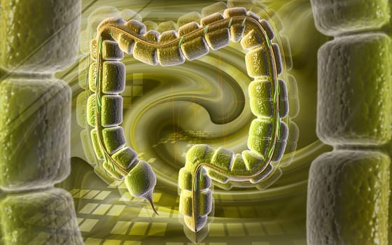 Large intestine