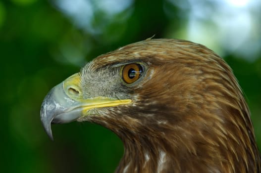 Golden eagle