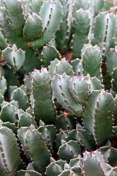Maghreb spurge