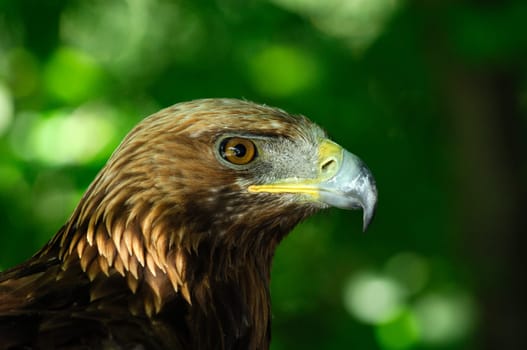 Golden eagle