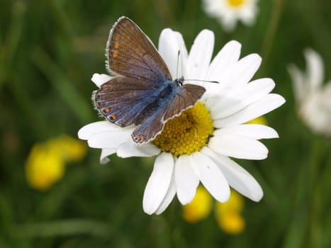 Common blue