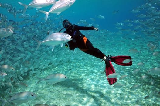 In a school of mackerel