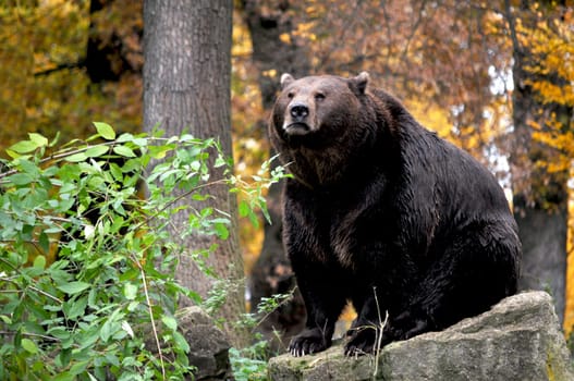 Brown bear
