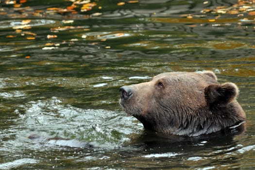 Brown bear