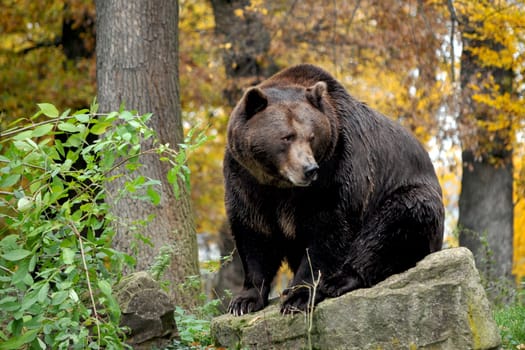 Brown bear
