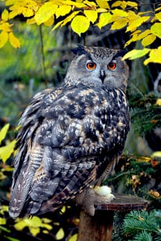 Eagle owl