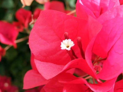 Bougainvillea