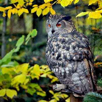 Eagle owl
