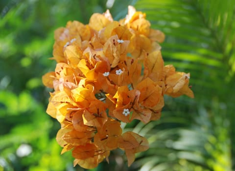 orange bougainvillea