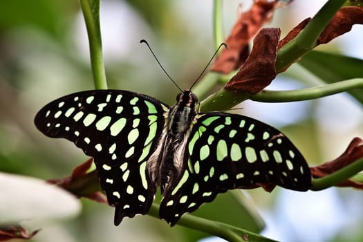 Graphium agamemnon