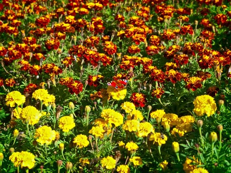 meadow