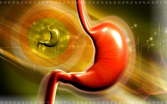Stomach