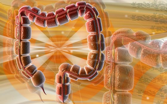 Large intestine