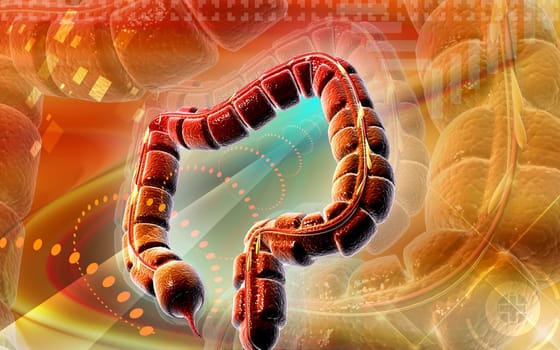 Large intestine