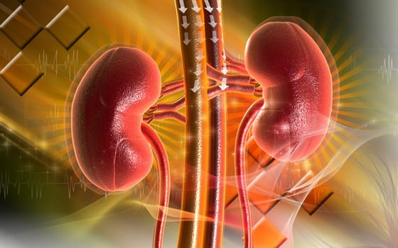 Kidney