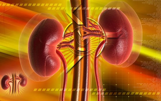 Kidney