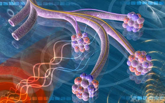 Alveoli