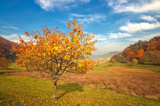 Cherry trees on the Böttstein