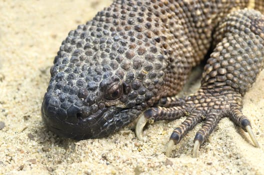 Scorpion lizard,Heloderma horridum,Beaded lizard