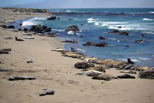 lake elephant piedras blancas california
