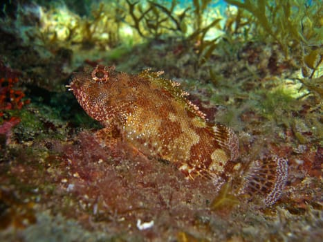 brown Frachenkopf