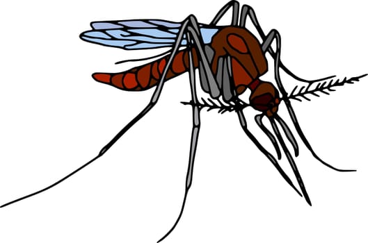 mosquito