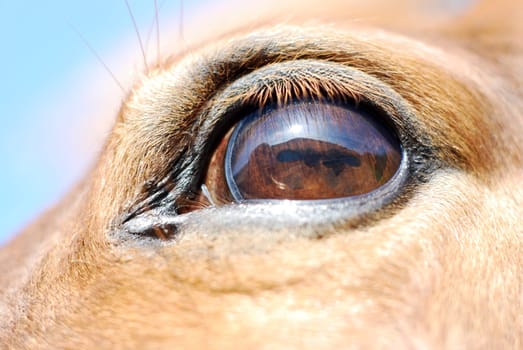 Eye of a horse