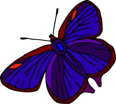 butterfly