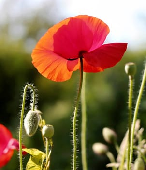 Poppy seeds with capsules