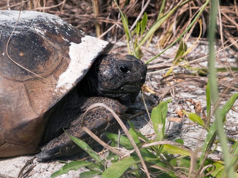 Gopher Tortoise Goopher