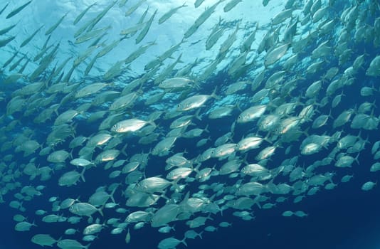migrating school of fish